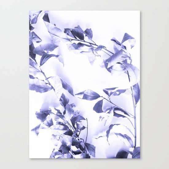 Bay leaves 3 Canvas Print
