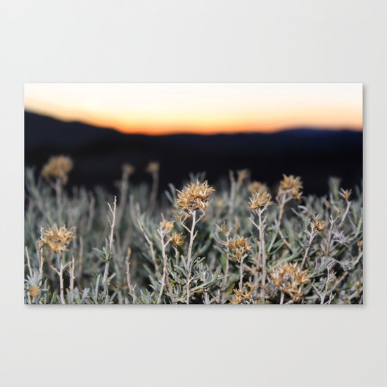 Sagebrush Canvas Print