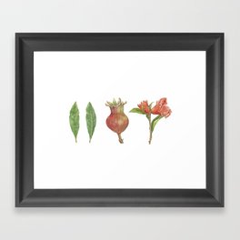 Pomegranate Framed Art Print