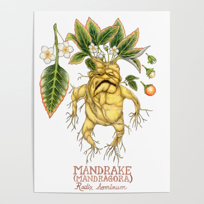 Yucca the mandrake (yellow) Poster for Sale by Chezad