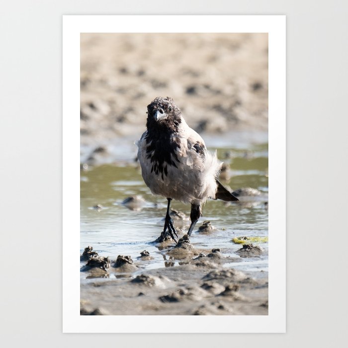 A hodded crow on a beach looking for food Art Print