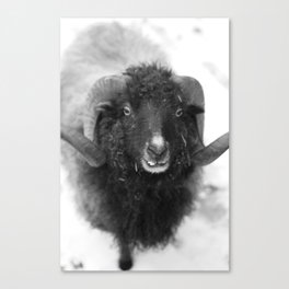The black sheep, black and white photography Canvas Print