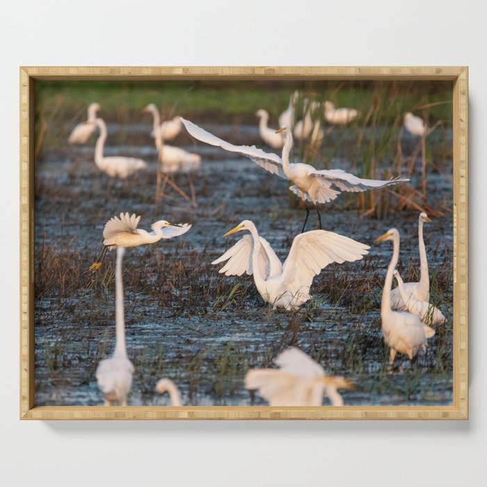 White Egret landing in a marsh filled with other egrets Serving Tray