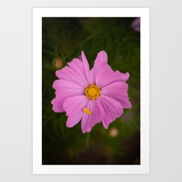 Cosmos Rosado - Pink cosmos flower in the middle of a afternoon in the summer Art Print