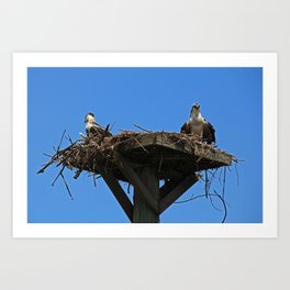 Jack and Rose II Art Print | Schneider, Nature, Michiale, Osprey, Fortmyers, Feather, Digital, Photo, Color, Nest 