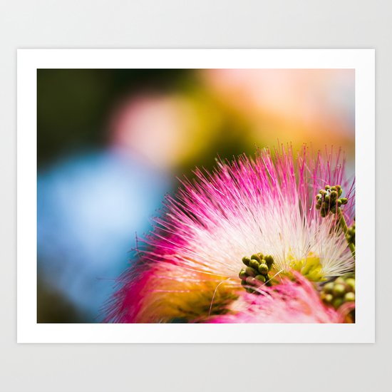 Exotic summer pink silk tree mimosa Art Print