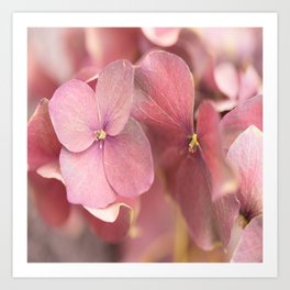 Hortensia Flower Pink Hydrangea #decor #society6 #buyart Art Print