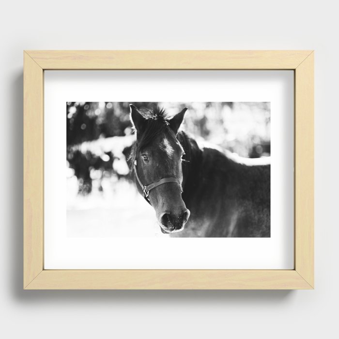 Horse in snow Recessed Framed Print