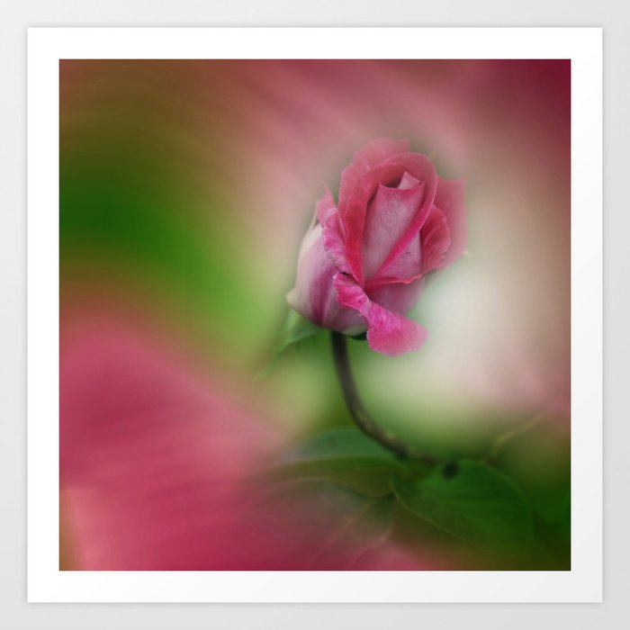 Rosebud (2)