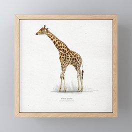 Masai giraffe scientific illustration art print Framed Mini Art Print