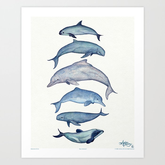 "Rare Cetaceans" by Amber Marine - Watercolor dolphins and porpoises - (Copyright 2017) Art Print
