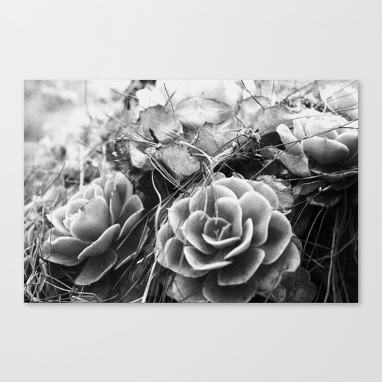succulents soul Canvas Print