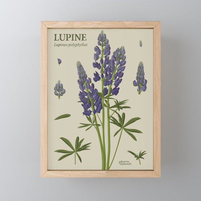 Botanical Lupine Framed Mini Art Print