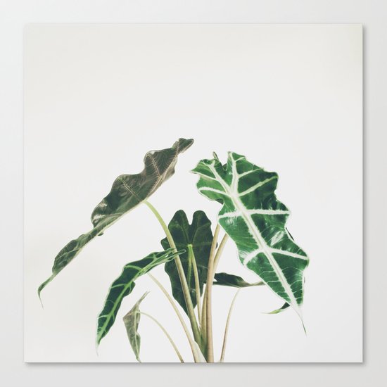 Elephant Ear Canvas Print