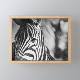 Zebra print | Zebra portrait | Zebra photography | South Africa Framed Mini Art Print