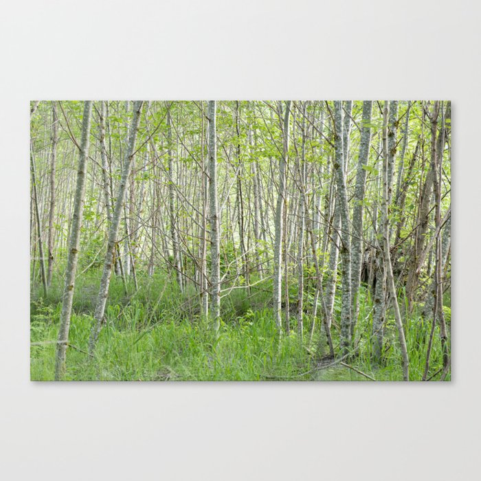 Valley Forest View Canvas Print