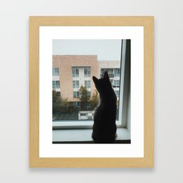 Curious Cat Framed Art Print