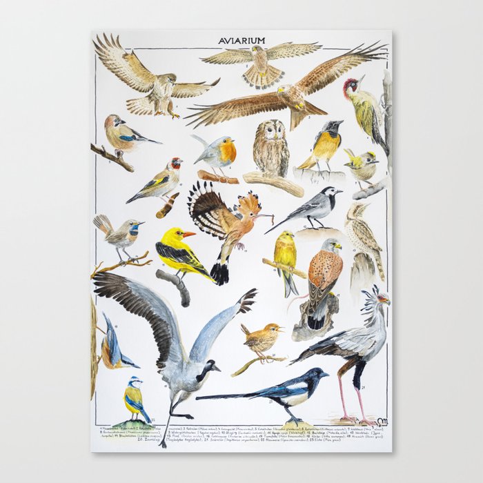 AVIARIUM / Birds of Eurasia Canvas Print