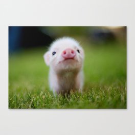 Little Pig Canvas Print
