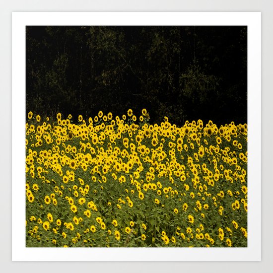 Sunflowers Art Print