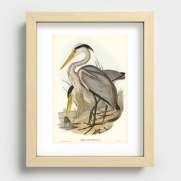 Great Grey Heron (Ardea leucophaea) by Elizabeth Gould Recessed Framed Print