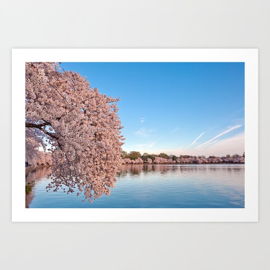 Washington DC Cherry Blossoms Art Print