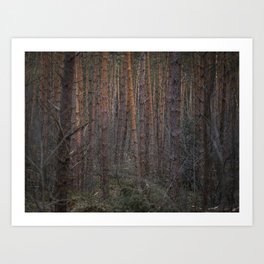 Impenetrable Pine Forest | Holland Nature Art Print