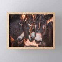 Donkeys cuddling | Animals | Fine-art Framed Mini Art Print