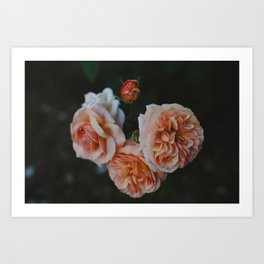 Coral Roses Art Print | Intimate, Peachy, Bedroomdecor, Peachyart, Rosesart, Modern, Peachfineart, Roses, Moody, Coral 