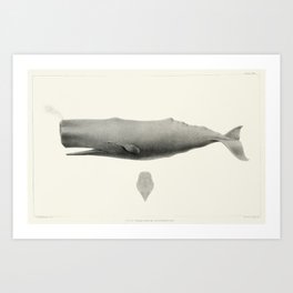 Vintage Sperm whale (Physeter Macrocephalus) Illustration Art Print