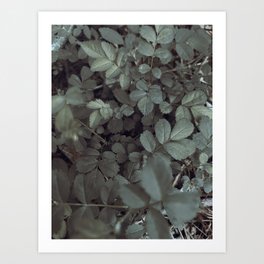 Flora // Focus Art Print