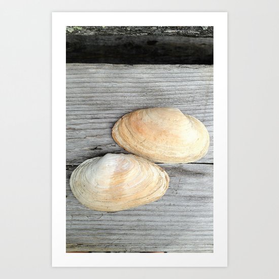 Two Deer Isle Shells Art Print