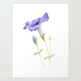 Purple Flower Botanical Illustration Art Print
