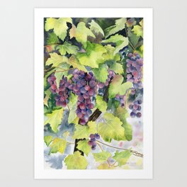 Grape Vines  Art Print