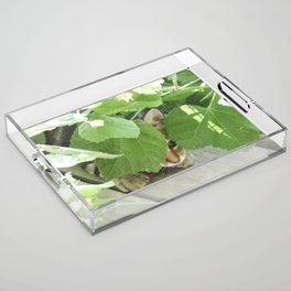 The cat hidden behind the leaves Acrylic Tray