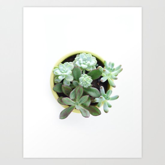 Succulent #2 Art Print