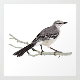 Northern mockingbird - Cenzontle - Mimus polyglottos Art Print