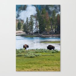 Yellowstone National Park Wyoming Buffalo Landscape Photography Canvas Print