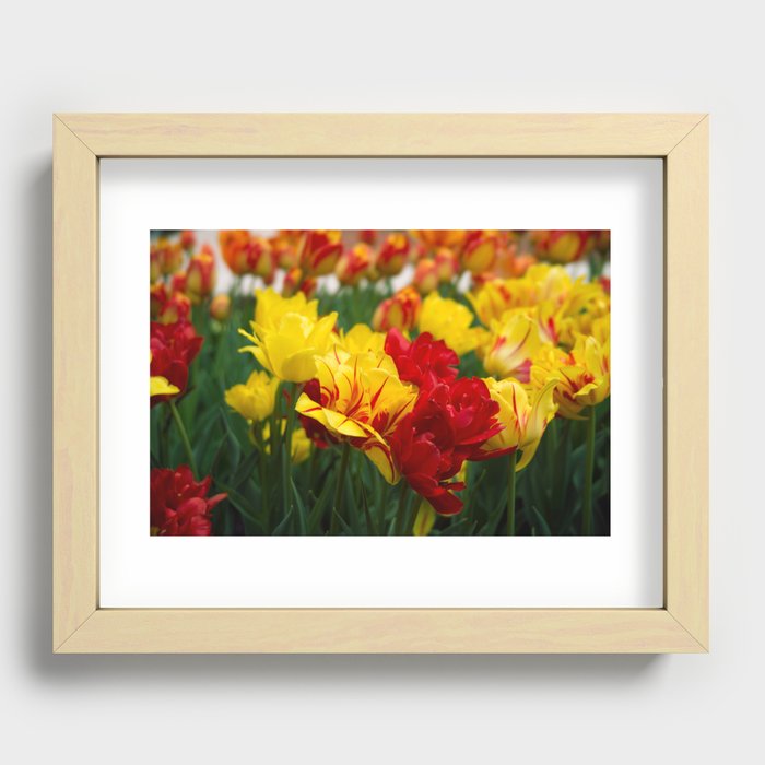 Tulips 1 Recessed Framed Print