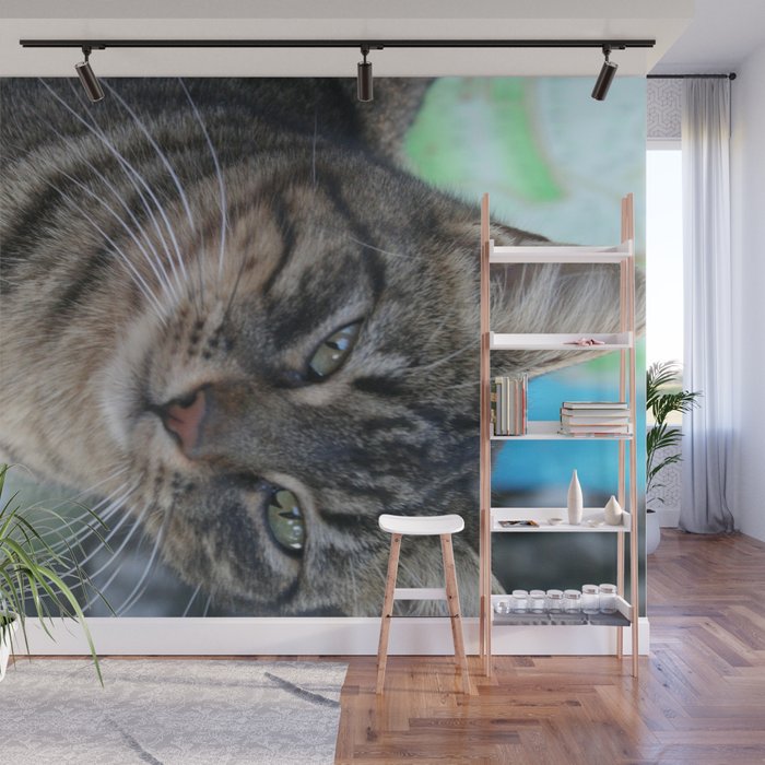 Inquisitive Tabby Cat With Green Eyes  Wall Mural