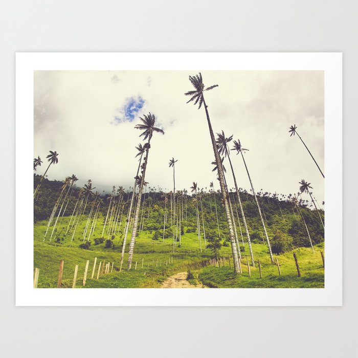 Wax Palms Tower over Cocora Valley Fine Art Print Art Print