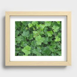 Creeping Ground Cover Recessed Framed Print