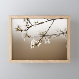 white blossom in sunlight in a fruit tree | fine art nature photoprint | travel and nature photographer Framed Mini Art Print