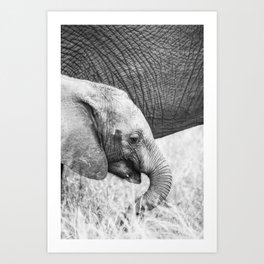 Black & white baby elephant - digital travel art print Art Print