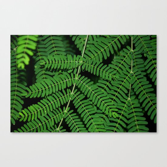 Green Ferns Canvas Print