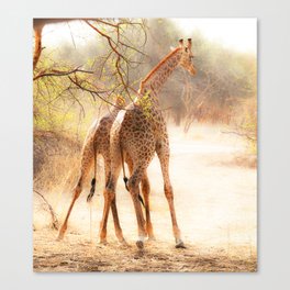 Playful Giraffes Canvas Print
