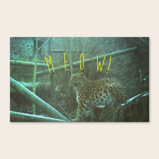MEOW! Canvas Print