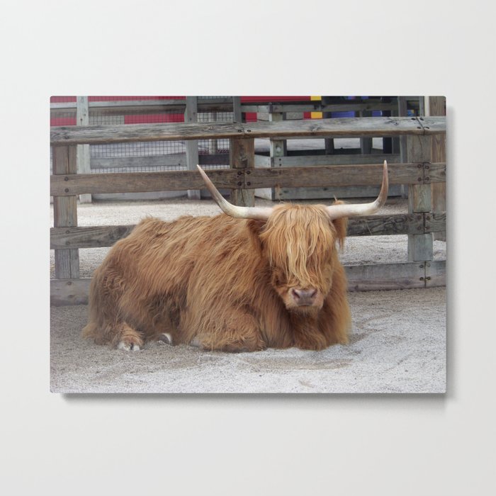 My Name is Shaggy. Is Anyone There? Metal Print