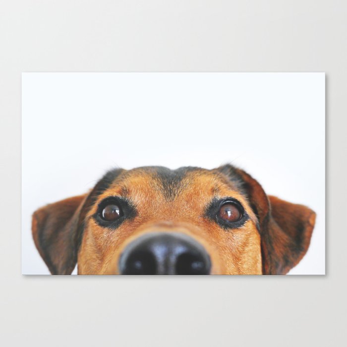 Dog looking at you Canvas Print
