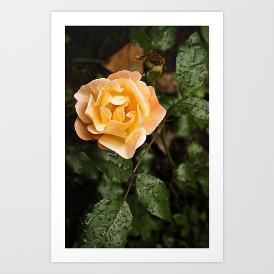 Rose 1 Art Print